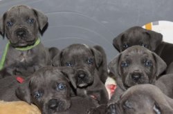 BLUE CANE CORSO YAVRULARIMIZ 2