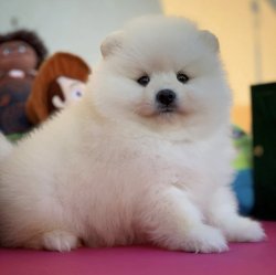 Irk Ve Sağlık Garantili PomeranianBoo Yavrularımızdan 2