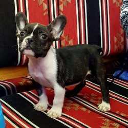 FRENCH BULLDOG YAVRULARIMIZ 4