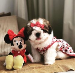 Shih Tzu Yavrular 1