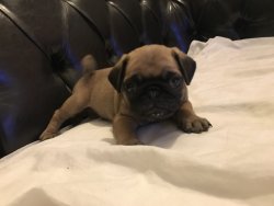 Sahininden Satılık A Kalite  Pug Mops Yavru 2