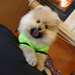 Orjinal Pomeranian Boo Yavrularımız 1