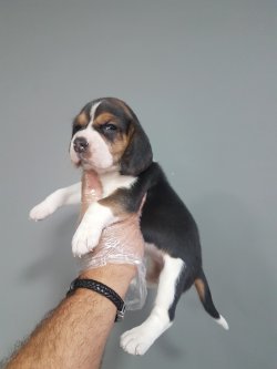 Satılık Elizabeth Beagle Yavru 2