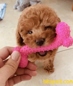 Toy Poodle Teacup Mini Yavrularımız 3