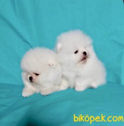 Pomeranian Boo Irk Ve Sağlık Garantili Teddy Bear Ayicik Yavrular 1