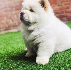 Satılık Safkan Chow Chow Yavruları 3