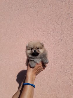 Mükemmel Safkan Irk Garantili Pomeranian Yavrularimiz 3