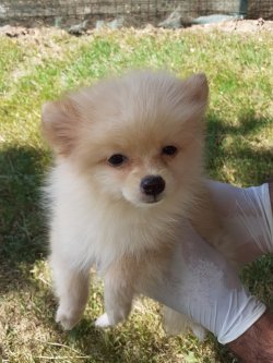 A Kalite Mükemmel Pomeranian Yavrulari 2