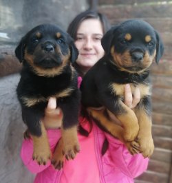 Üst Kalite ROTTWEILER Yavrularımız 3