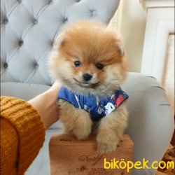 Pomeranian Boo Teddy Bear Yavrular 5