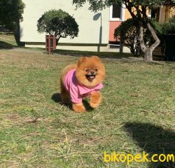 Pomeranian Boo Secereli Ayicik Tip Yetişkin Disi 4