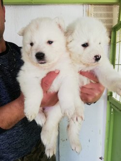 Samoyed Yavrularımız Irk Garantilidir 3