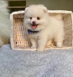 Orji̇nal Pomerani̇an Boo Yavrularımız 1