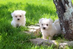 MALTESE TERRIER YAVRULARI 1
