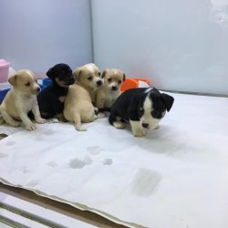 MİNYATÜR PİNCHER YAVRULARI ANKARA PET SHOP TA 3