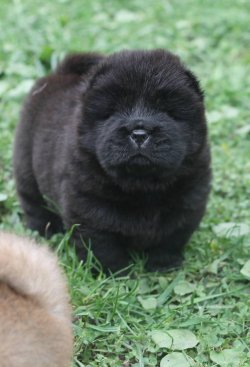 Kızıl Chow Chow Çin Aslanı Yavruları 4