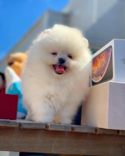 Orjinal Büyümeyen Irk Pomeranian Boo Yavrularımızdan 2