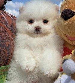 Sağlık Garantili Teddybear, Pomeranianboo Yavruları 2