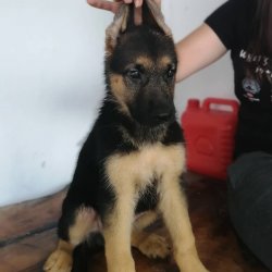 Çiftliğimizden Alman Çoban Yavruları /alman Kurdu K9 3