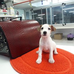 Jack Russel Terri̇er Di̇şi̇ Erkek Yavrularımız 1