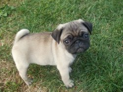 A KALİTE PUG MOPS YAVRULARI 5