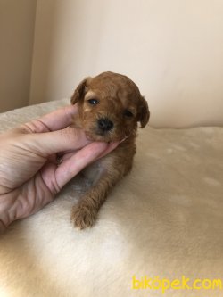 Anne Altından TOY POODLE 2