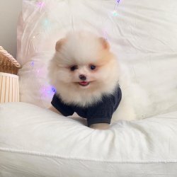 Pomeranian Boo Ayicik Tip Orijinal Yavrularımız 3