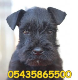 Siyah Minyatür Schnauzer 3
