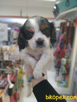 Jack Russel Terri̇er Di̇şi̇ Erkek Yavrularımız 3