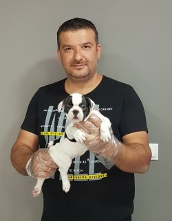 French Bulldog Yavrular 2