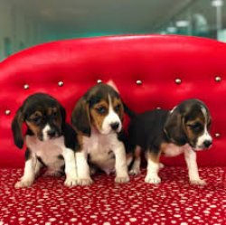 ELİZABETH BEAGLE YAVRULARIMIZ 2