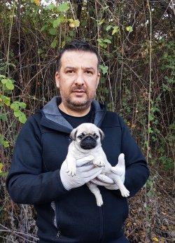 PUG YAVRULAR SİZLERİÇİN 2