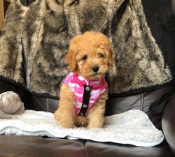 SAFKAN TOY POODLE YAVRULARIMIZ 4