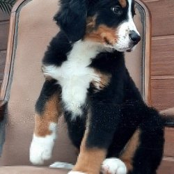 Bernese Mountain Dog Yavruları 2