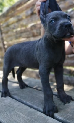 Muhteşem Cane Corso 3
