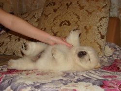 Satılık Chow Chow Yavruları 3
