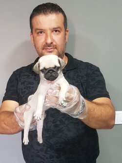 Pug Yavruları 3