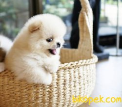Pomeranian Boo Ayicik Tip Safkan Aşılı Eğitimli Yavrularımız 3