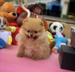 Eksiksiz Belgeli Orjinal PomeranianBoo 2