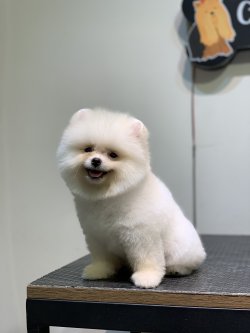 Show Kalite Pomeranian Boo Yavrularimiz 1