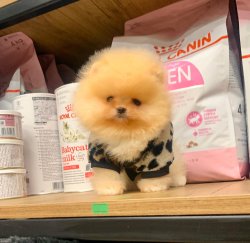 Orjinal Irk Boo Pomeranian Yavrular 1