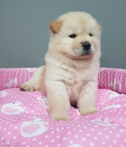 Yavru Chow Chow Türki̇ye Geneli̇ne Garanti̇li̇ Tesli̇mat 3