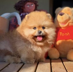 Üst Segment Küt Burun PomeranianBoo 3