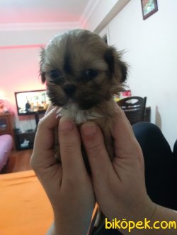 Shih Tzu Yavrularımız 1