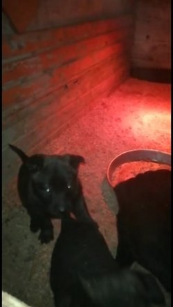 HOLLANDA ÇOBAN KÖPEĞİ (DUTCH) 4