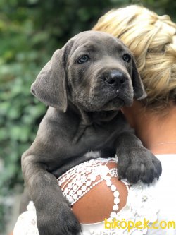 SÜPER KALİTE BLUE CANE CORSA YAVRULARI PETONYA PETSHOP TA 1