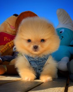 Safkan Büyümeyen Cins Beyaz Pomeranian Boo Ayıcık Yüz 3