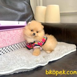 Boo Pomeranian Yavrular 3