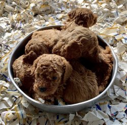 Toy Poodle Teacup Yavrularımız 3