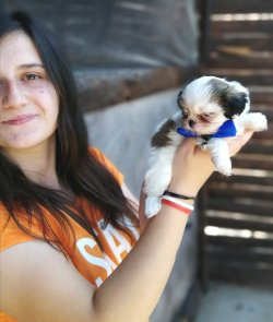 Minik Shihtzu Yavrumuz 3